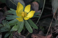 Winterling (Eranthis hyemalis): Gelbe Frhlingsblher. Februar Frhlingsanfang im Garten.