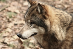 Wolf Woelfe