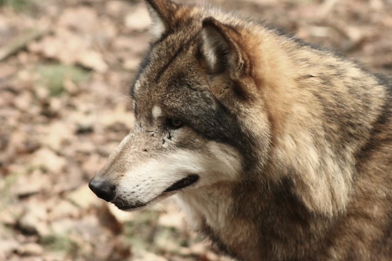Wolf Porträt Seitenansicht 