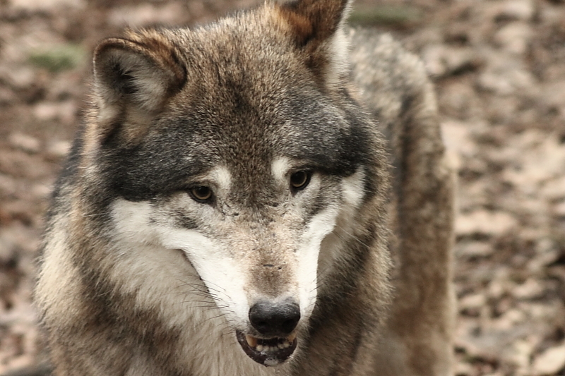 Wolf Porträt Frontal Augen