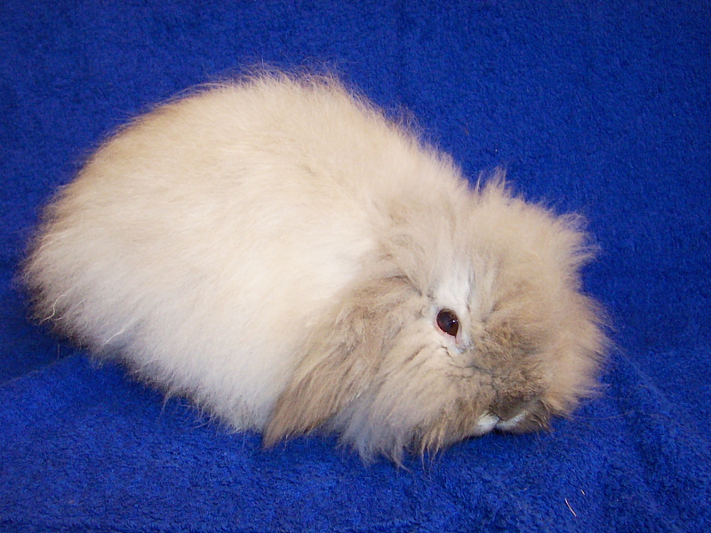 Angora Zwergkaninchen