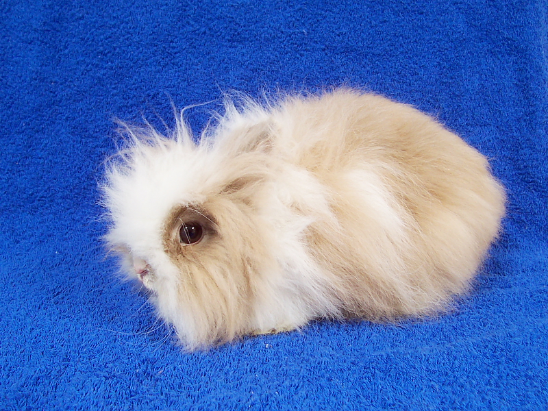 Weißbraunes Angora Zwergkaninchen