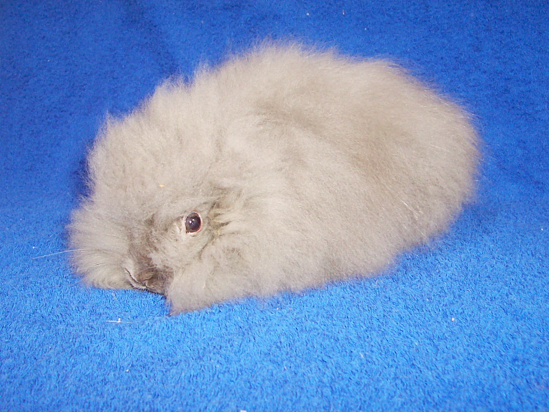 Graues Angora Zwergkaninchen