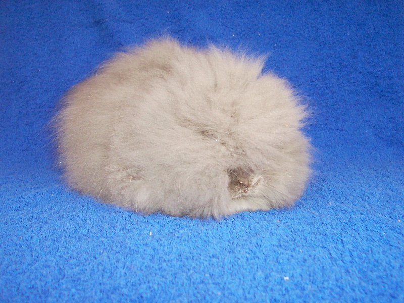 Grauer Angora Zwerghase